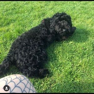 Meet your Posher, Tasha